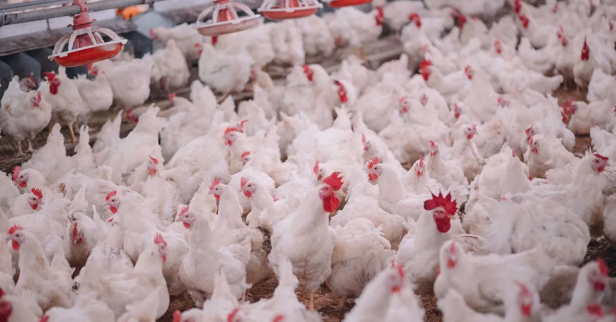 Poultry Farming WhatsApp Group